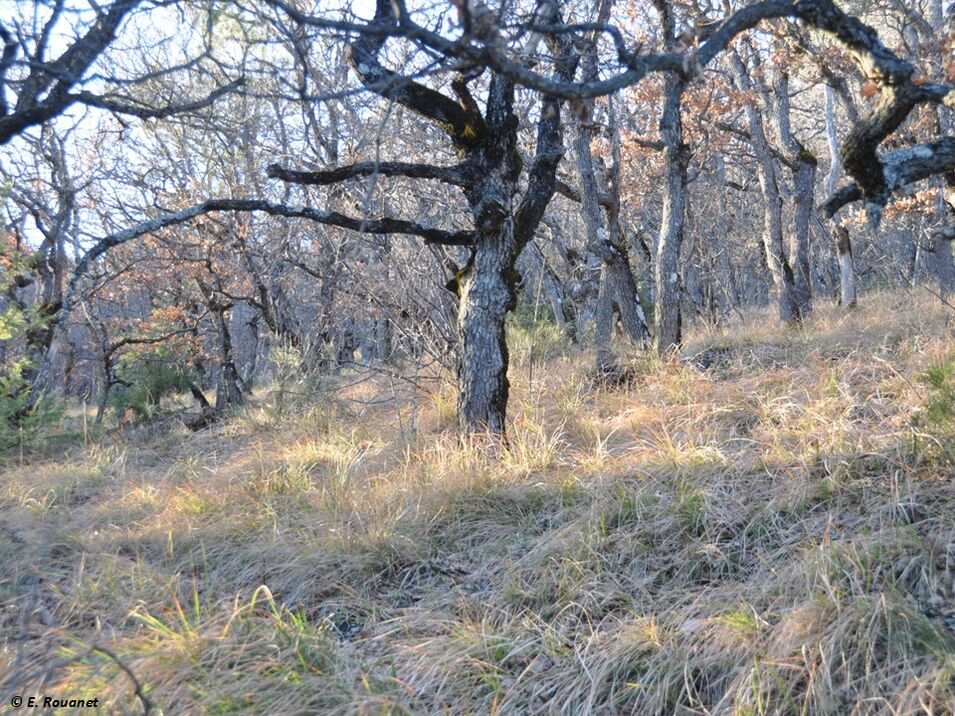 Chenaie - Montagne de Saint Génis