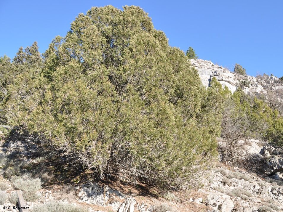 Genévrier thurifère - Montagne de Saint Génis