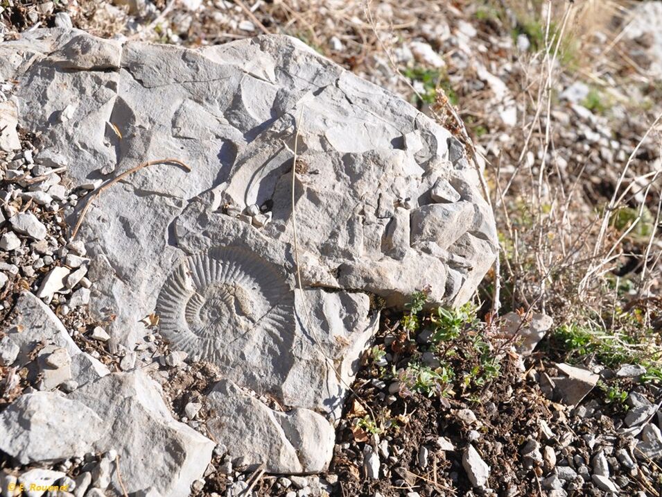 Fossile ammonite - Céüse
