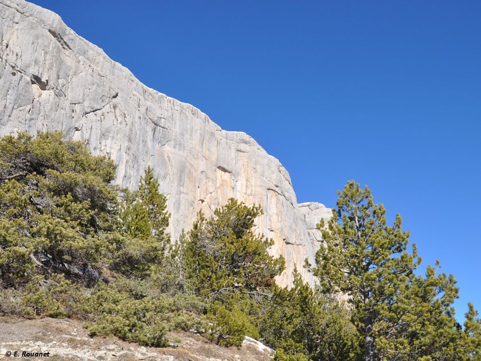 Pente rocheuse calcaire avec végétation chasmophytique - Céüse