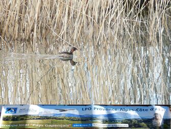 - © Corinne Masson - © Corinne Masson