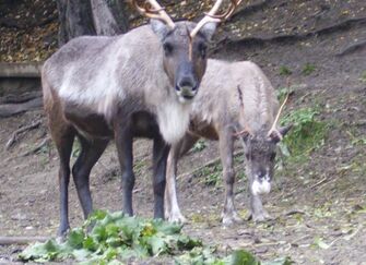 Rencontre avec les rennes et leur traineau_Gap Rencontre avec les rennes et leur traineau_Gap