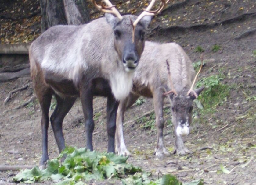 Rencontre avec les rennes et leur traineau_Gap
