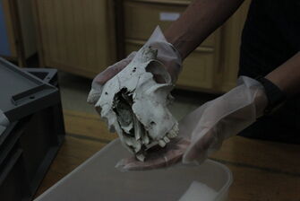 Expert du musée - La conservation_Gap - © Département des Hautes-Alpes