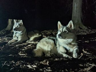 Cani-nocturne - © Travel Dog