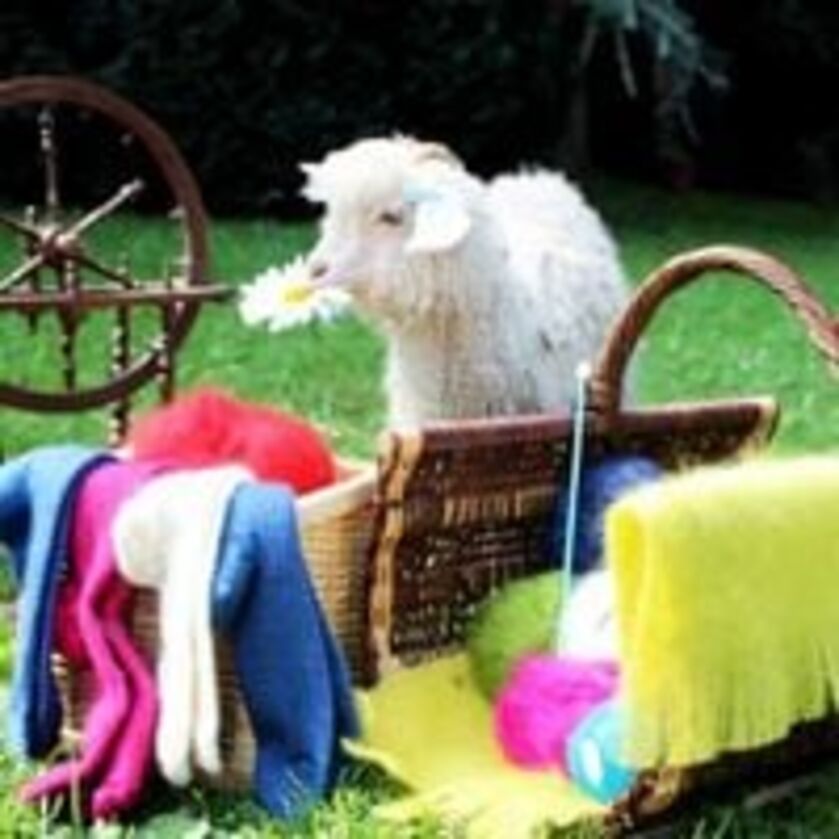 Rencontre avec les chèvres angora sur la Marché de Noël_Gap